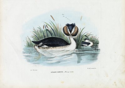 Crested Grebe by Raimundo Petraroja